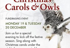 Christmas Carols and Owls