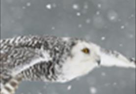 Christmas Carols and Owls