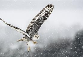 Christmas Carols and Owls