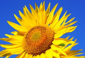 The Sunflower Trail