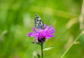 Annual Nature and Butterfly Day