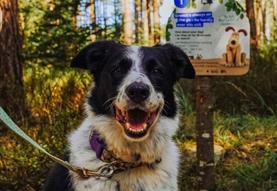 Forest Walkies with Wallace & Gromit at Westonbirt