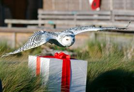 Evening Owls at Christmas