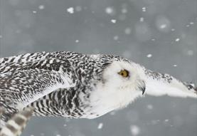 Evening Owls at Christmas
