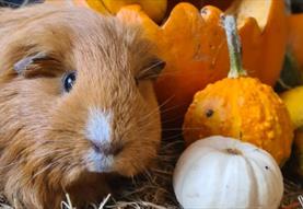 Cholderton Scare Breeds Farm 21st - 31st October