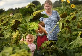Maize Maze & PYO Sunflowers