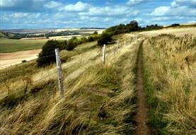 Wiltshire Downland