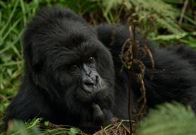 The Challenge of Sustainable Gorilla and Chimpanzee Conservation and Ecotourism