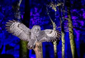 Winter Woodland Lights event at Hawk Conservancy Trust