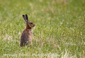 Wildlife Photography Walk and Workshop