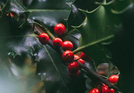 bright red holly berries