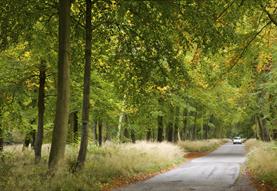 Savernake Forest