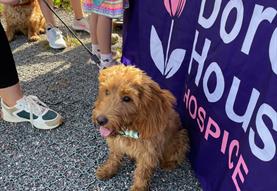 Dorothy House - Paws in the Park 2024