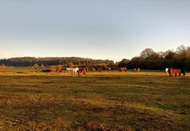 Guided Walk: New Forest and Lower Avon Valley