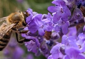 Wiltshire Bee & Honey Day 2025
