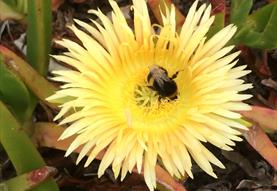 Open Gardens