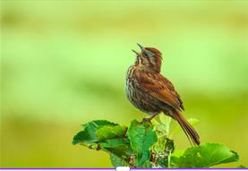 Trio Paradis: Spring Song at Warminster