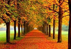 Trio Paradis Café Concert: The Music of Trees at Bradford on Avon