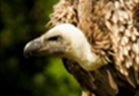 International Vulture Awareness Day