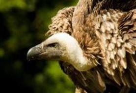 International Vulture Awareness Day