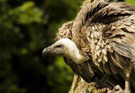 International Vulture Awareness Day