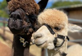 Alpaca Takeover at The White Horse Inn
