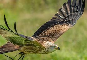 Birds of Prey at Lydiard Park