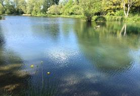 Shalbourne Open Gardens