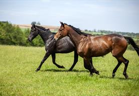 National Racehorse Week