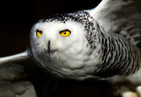 Owls by Moonlight at Christmas