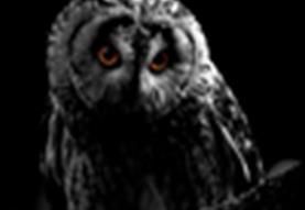 Owl-O-Ween