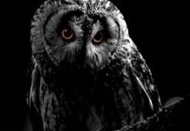 Owl-O-Ween