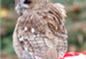 Owls by Moonlight at Christmas