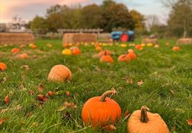Pumpkins in the Paddock