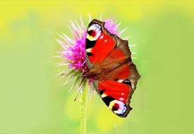 Iford Manor Butterfly Day