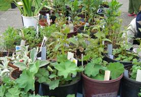 Plant Sale