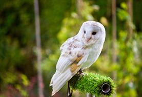 Perch & Pencil: A Birds of Prey Sketching Workshop