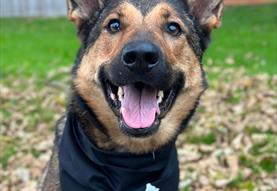 Charity Dog Walk for W.A.G.S at The White Horse Inn