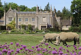 Rhinos on the lawn at Cotswold Wildlife Park