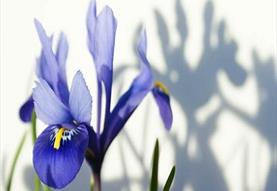 Easy Bulbs For Spring Colour