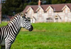Zebra outside longleat accommodation