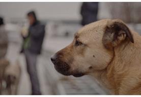 Film at the Town Hall- Stray
