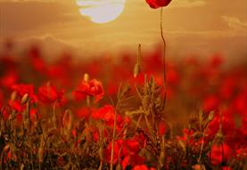 Remembrance Sunday
