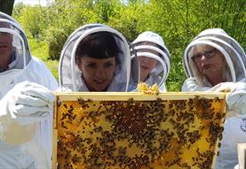 Beekeeping Experience