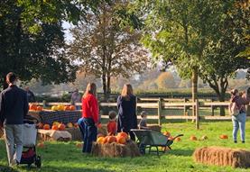Harvest on the Farm