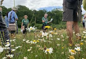 Wild Flower Guided Walk