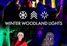 Winter Woodland Lights