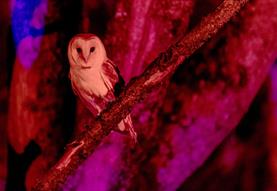 Winter Woodland Lights credit John Kent