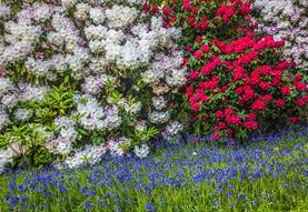 Woodland Garden Guided Tours