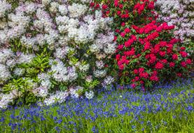 Bowood Garden Tours